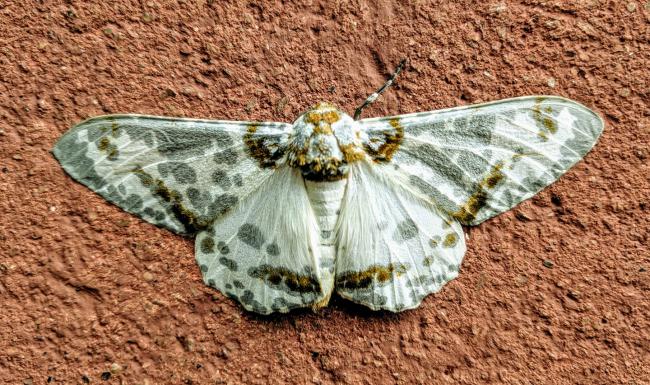 Braxas Sylvata