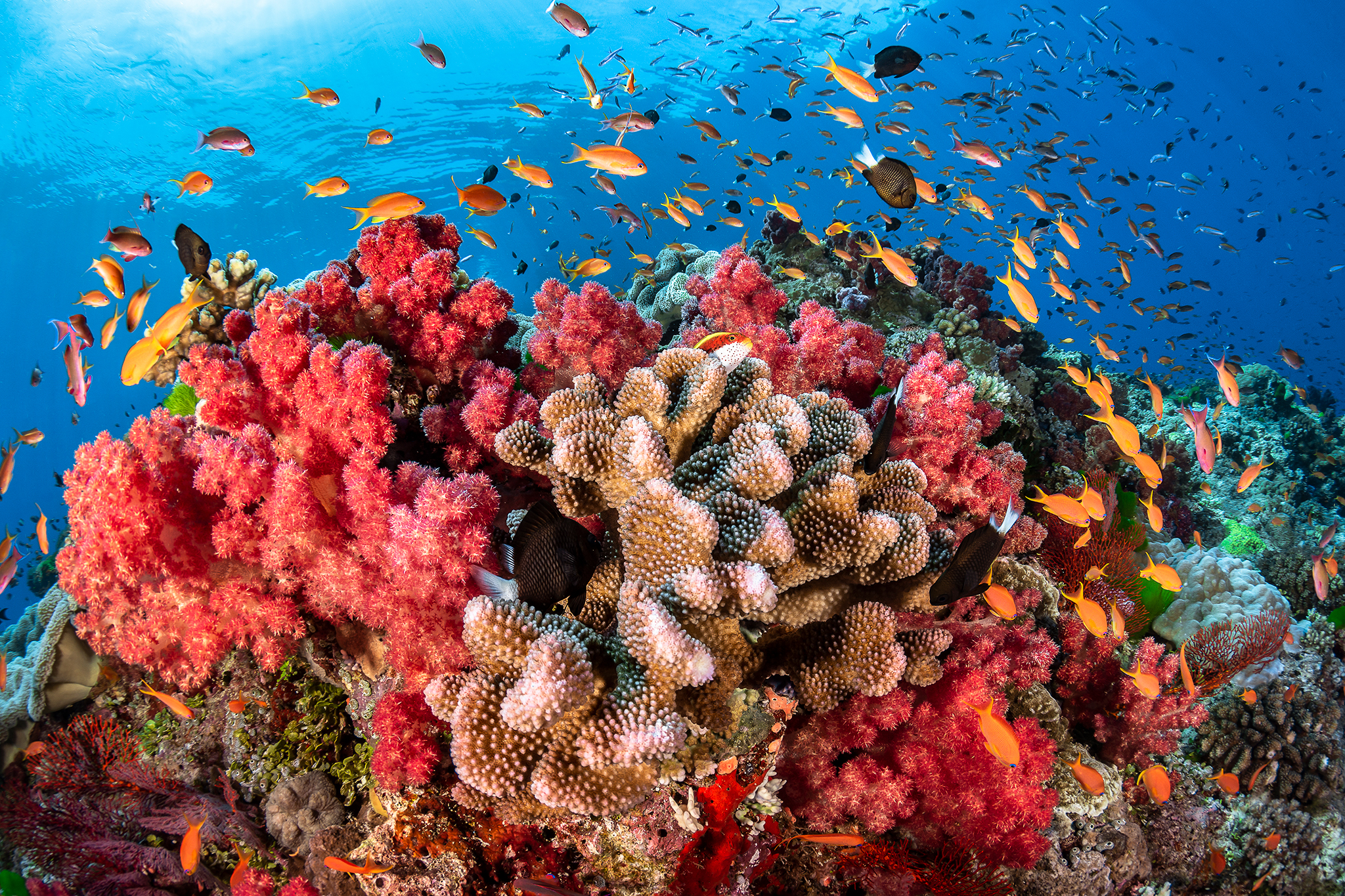 REEF